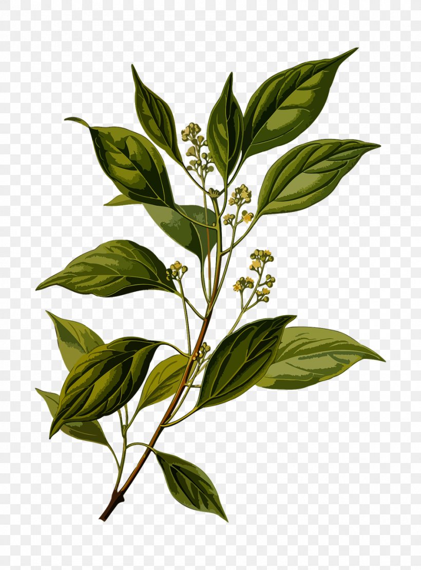 Camphor Tree Chinese Cinnamon Cinnamomum Verum Köhler's Medicinal Plants, PNG, 947x1280px, Camphor Tree, Branch, Camphor, Chinese Cinnamon, Cinnamomum Download Free