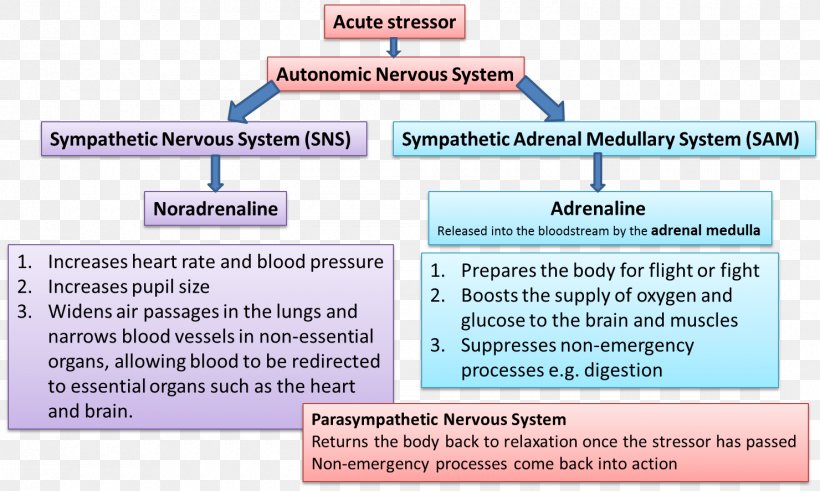 Hypothalamic–pituitary–adrenal Axis Adrenal Gland Psychological Stress Sympathetic Nervous System, PNG, 1480x887px, Adrenal Gland, Acute Stress Reaction, Adrenal Medulla, Aggression, Area Download Free