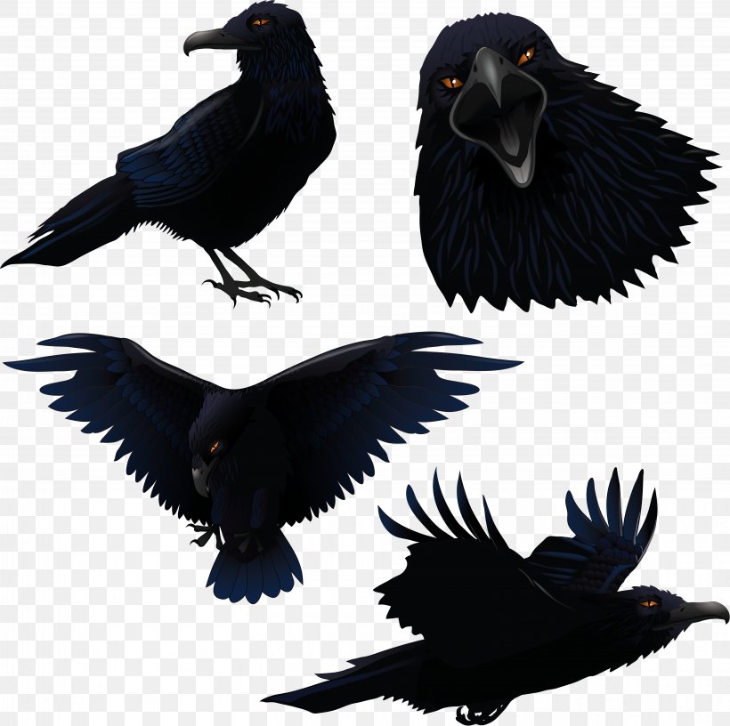 Raven, PNG, 6078x6055px, Common Raven, American Crow, Beak, Bird, Blackbird Download Free