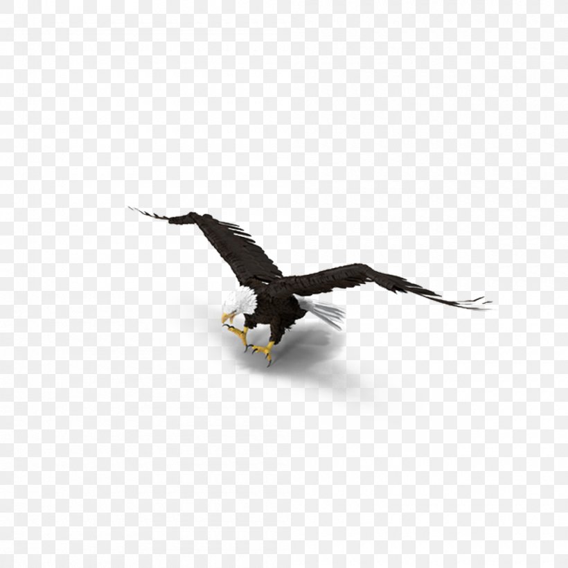 Bald Eagle Bird, PNG, 1000x1000px, Bald Eagle, Beak, Bird, Bird Of Prey, Booted Eagle Download Free