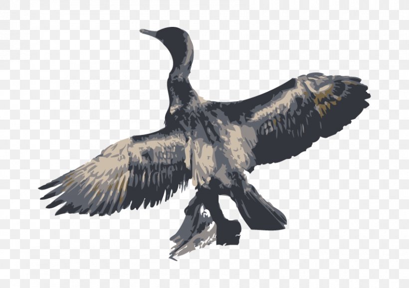 Bird Great Cormorant, PNG, 850x600px, Bird, Animal, Beak, Bird Of Prey, Buzzard Download Free