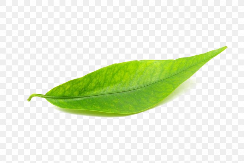 Leaf, PNG, 1000x669px, Leaf, Green, Plant Download Free