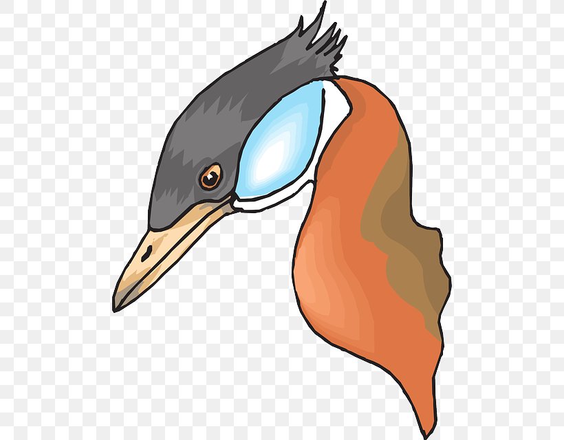 Bird Duck Mallard Clip Art Vector Graphics, PNG, 494x640px, Bird, Artwork, Beak, Duck, Ducks Geese And Swans Download Free