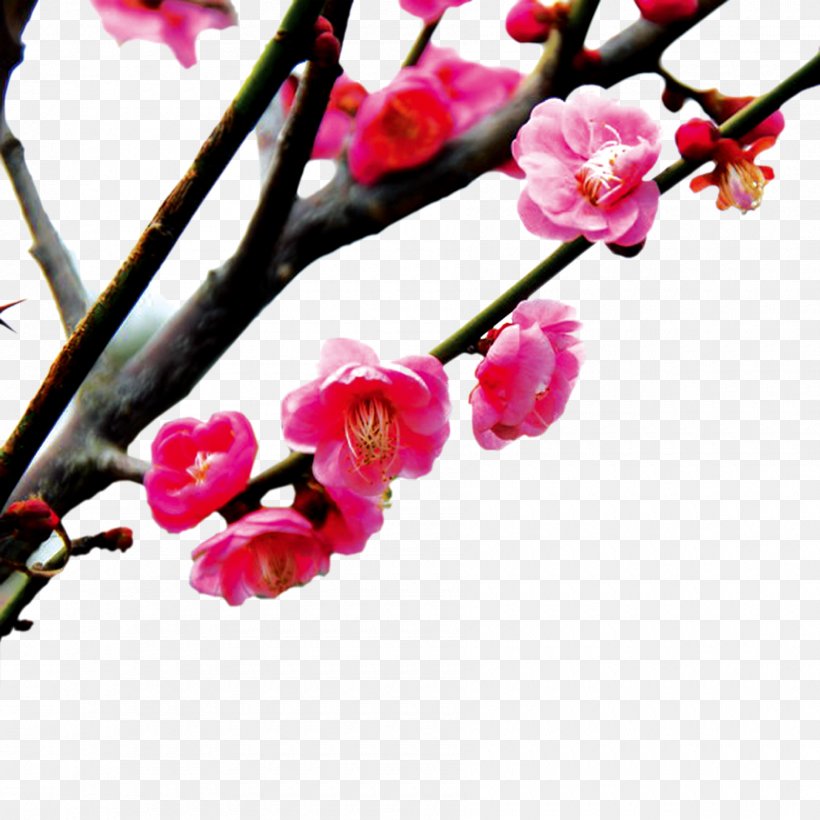 Cherry Blossom Peach Pink, PNG, 1800x1800px, Blossom, Branch, Cherry Blossom, Flower, Food Download Free