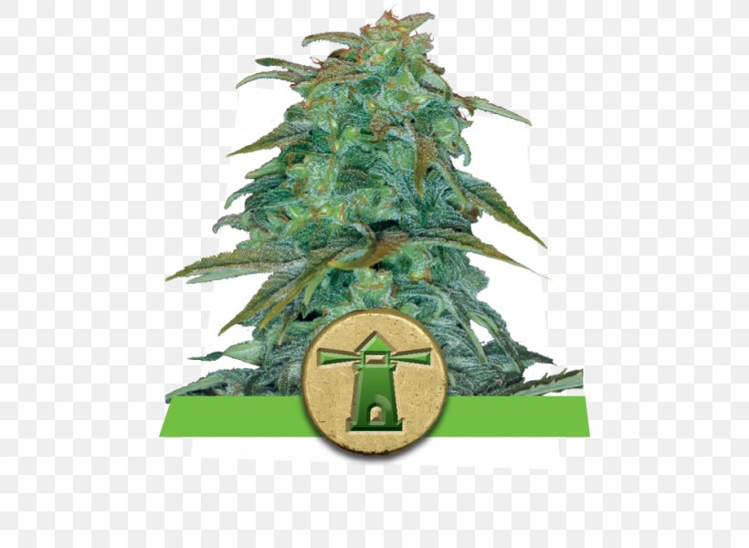 Haze Autoflowering Cannabis Royal Queen Seeds Store Skunk, PNG, 600x600px, Haze, Autoflowering Cannabis, Biological Life Cycle, Breed, Cannabis Download Free