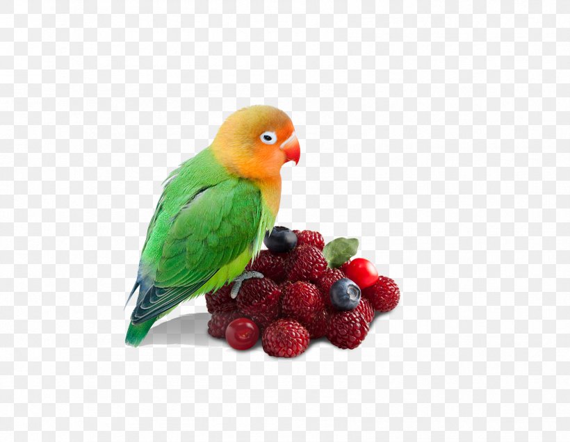 Parrot, PNG, 1698x1319px, Parrot, Beak, Bird, Chandelier, Common Pet Parakeet Download Free