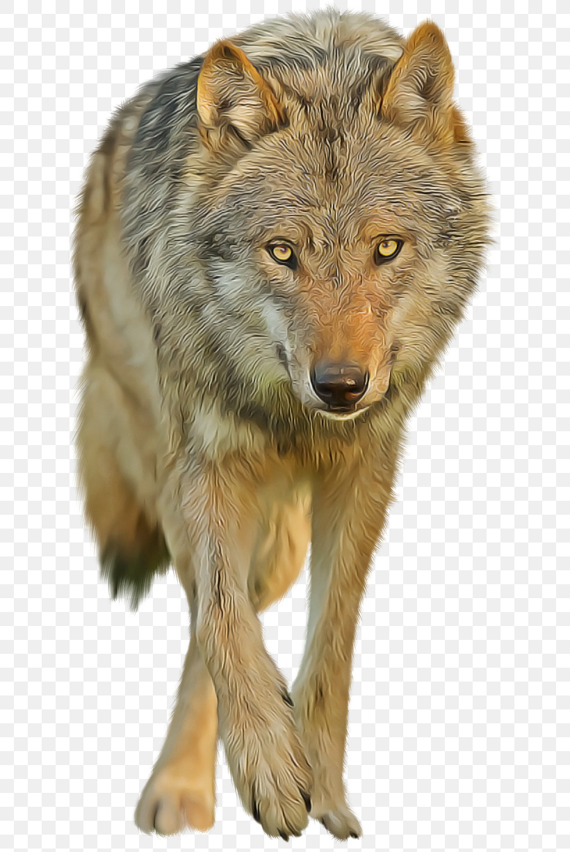 Wildlife Wolf Coyote Red Wolf Fur, PNG, 652x1225px, Wildlife, Coyote, Fur, Head, Red Wolf Download Free