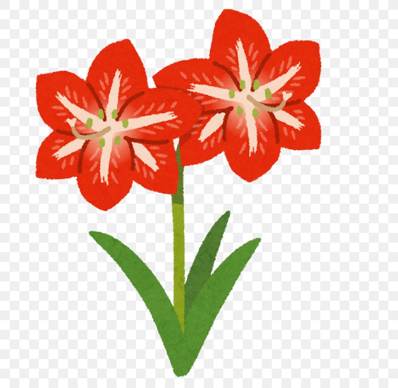 Amaryllis Jersey Lily Japan Cut Flowers Bulb, PNG, 800x800px, Amaryllis, Amaryllis Belladonna, Amaryllis Family, Bulb, Cut Flowers Download Free