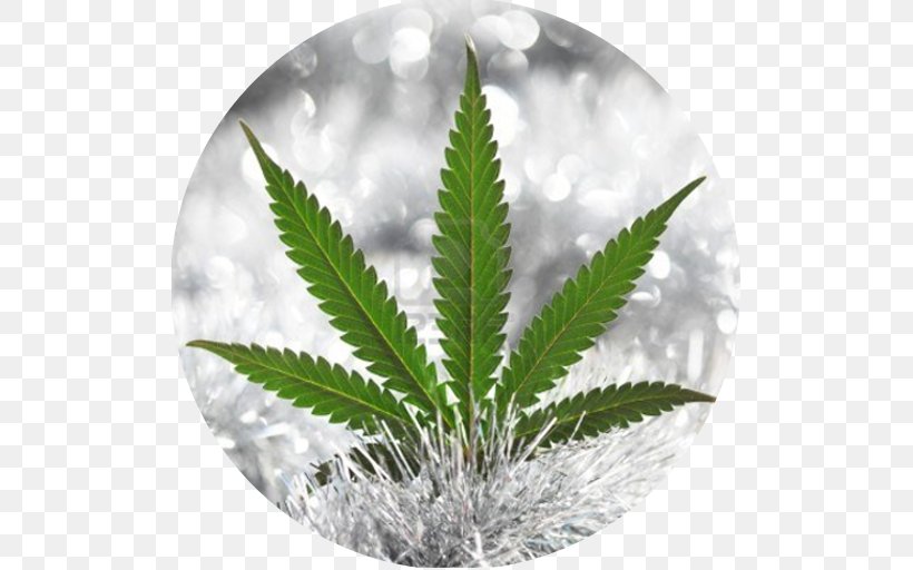 Cannabis Hemp Hash Oil Bong, PNG, 512x512px, Cannabis, Bong, Can Stock Photo, Cannabinol, Effects Of Cannabis Download Free