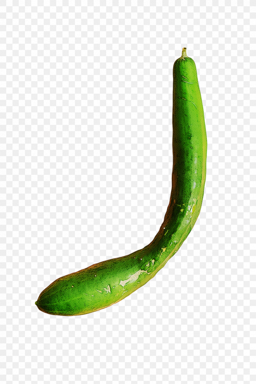 Cucumber Pasilla Serrano Pepper Cucurbits Melon, PNG, 1200x1800px, Cucumber, Cucurbits, Gourd, Melon, Pasilla Download Free