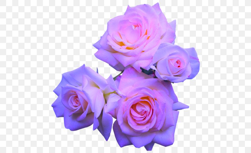 Rose Flower Purple Pink, PNG, 500x500px, Rose, Blue, Color, Cut Flowers, Floribunda Download Free