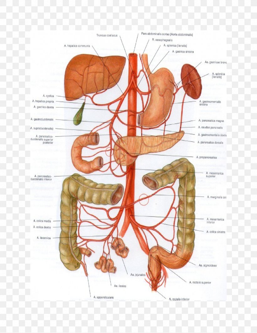 Abdominal Aorta Superior Mesenteric Artery Mesentery Inferior Mesenteric Artery, PNG, 1700x2200px, Watercolor, Cartoon, Flower, Frame, Heart Download Free