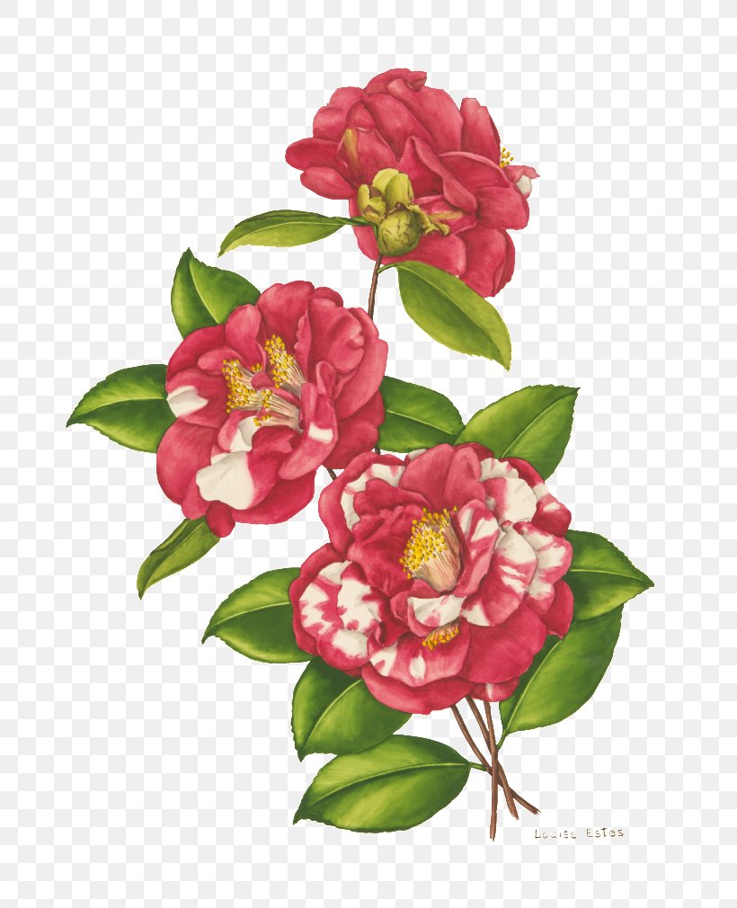 Japanese Camellia Floral Design Cut Flowers Flower Designs Bellingrath Gardens And Home, PNG, 768x1010px, Japanese Camellia, Bellingrath Gardens And Home, Botany, Camellia, Chinese Peony Download Free