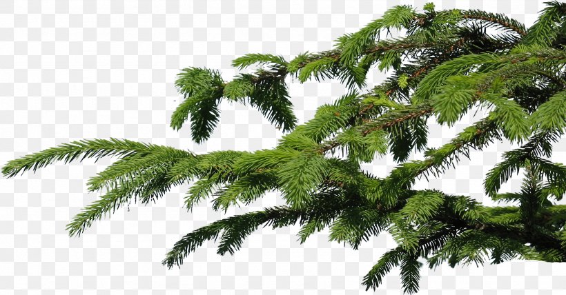 Branch Tree Spruce Photography Clip Art, PNG, 1846x965px, Branch, Biome, Christmas, Conifer, Evergreen Download Free