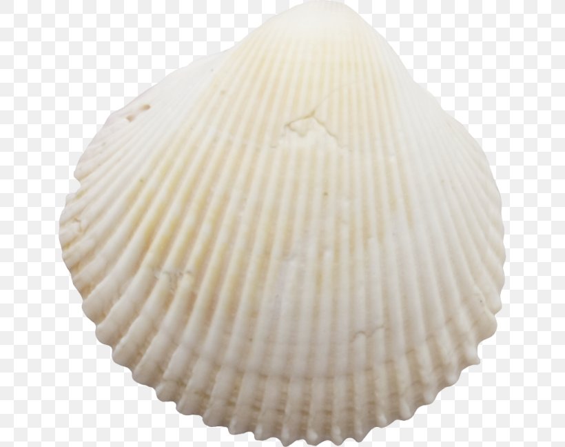 Cockle Seashell Molluscs Conchology, PNG, 650x648px, Cockle, Clam, Clams Oysters Mussels And Scallops, Conchology, Molluscs Download Free