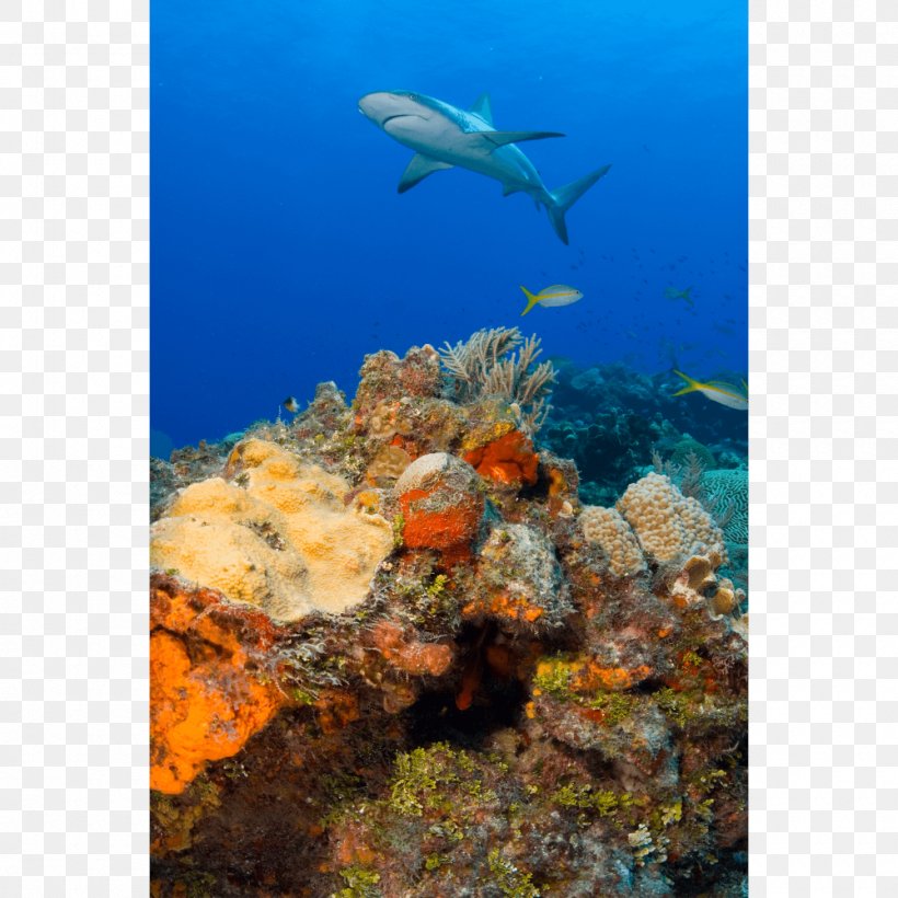 Coral Reef Fish Caribbean Reef Shark, PNG, 1000x1000px, Coral Reef, Blacktip Reef Shark, Brain Coral, Carcharhinus Amblyrhynchos, Caribbean Reef Shark Download Free
