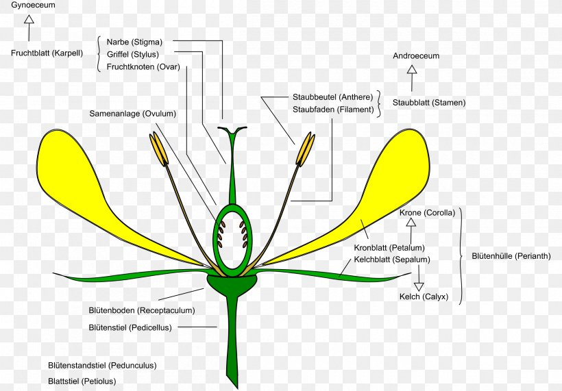 Flower Anatomy Diagram Clip Art, PNG, 2400x1672px, Flower, Anatomy, Area, Botany, Brand Download Free