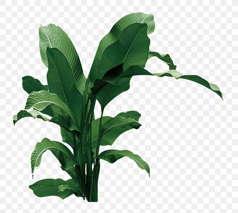 Banana Leaf Vector Graphics Image, PNG, 1024x916px, Banana, Banana Leaf, Drawing, Flowerpot, Grass Download Free