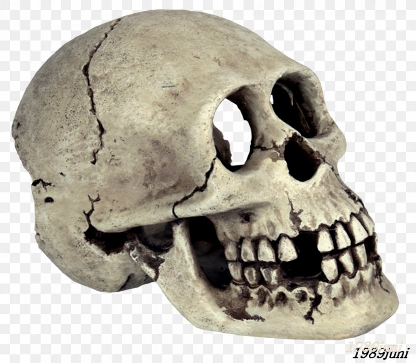 Animal Skulls Skeleton Bone, PNG, 900x788px, Skull, Animal Skulls, Bone, Color, Computer Software Download Free