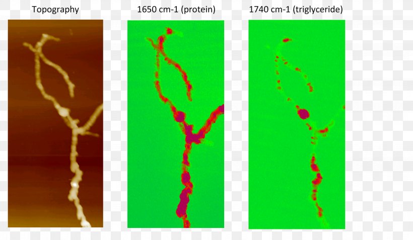 Atomic Force Microscopy AFM-IR Infrared Spectroscopy Scanning Probe Microscopy, PNG, 3909x2276px, Atomic Force Microscopy, Afmir, Biology, Branch, Chemical Imaging Download Free