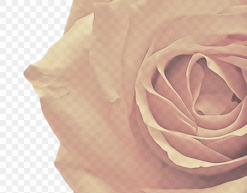 Garden Roses, PNG, 2000x1572px, Pink, Closeup, Flower, Garden Roses, Petal Download Free