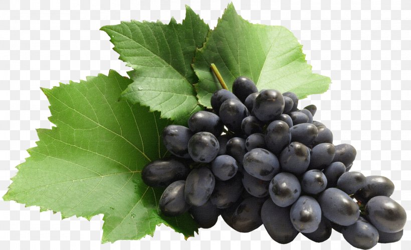 Kyoho Zante Currant Grape Clip Art, PNG, 1500x914px, Kyoho, Berry, Bilberry, Blackcurrant, Blueberry Download Free