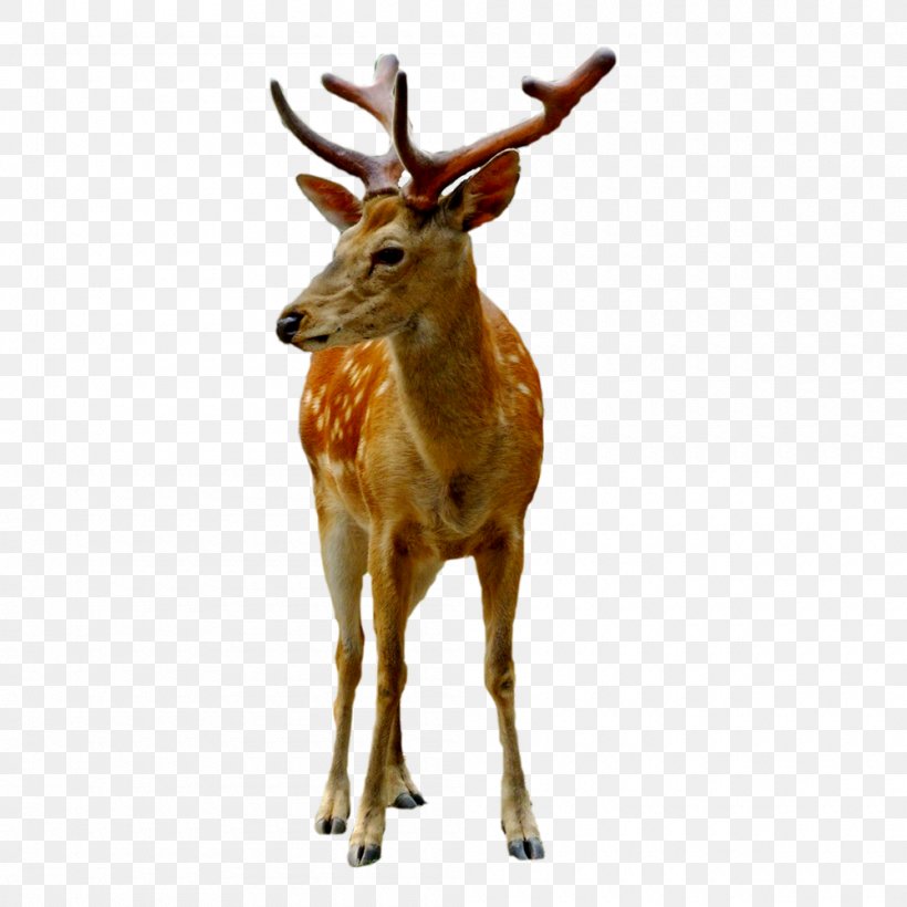 Reindeer Sika Deer White-tailed Deer Antler, PNG, 1000x1000px, Deer, Antler, Fauna, Fundal, Gratis Download Free