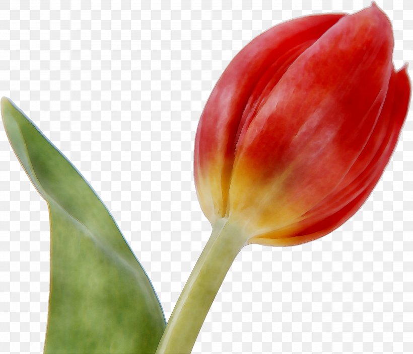 Tulip Plant Stem Plants, PNG, 2681x2305px, Tulip, Botany, Bud, Closeup, Flower Download Free
