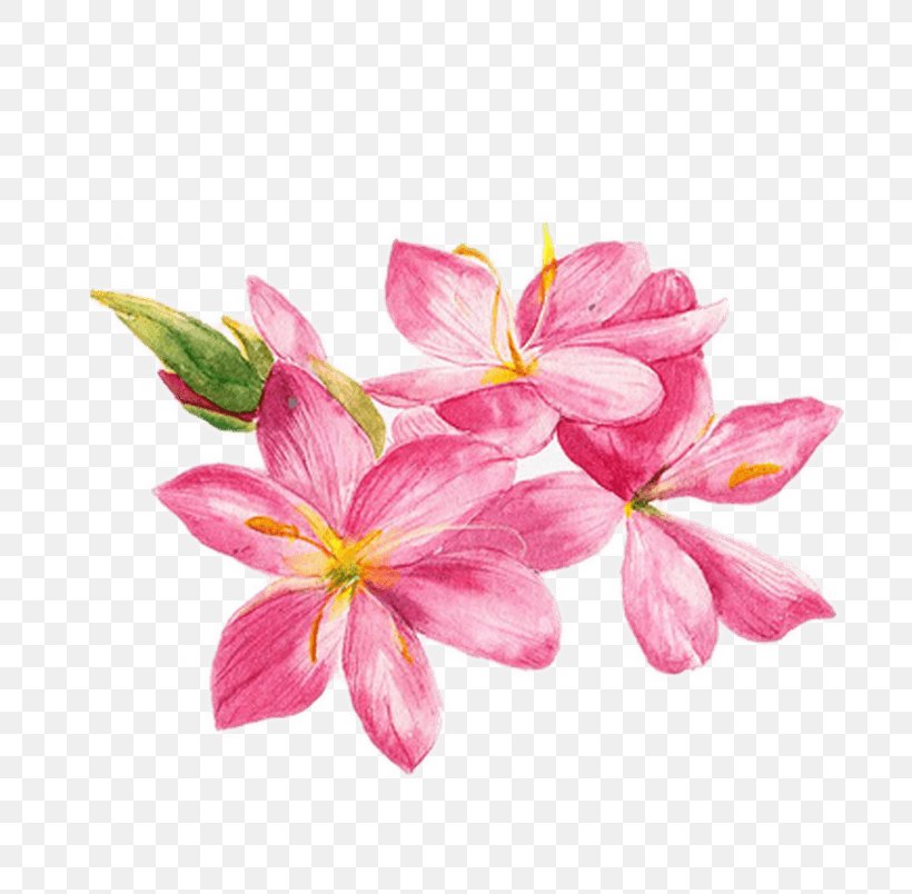 Watercolor Painting Watercolor: Flowers Drawing Illustration, PNG, 804x804px, Watercolor Painting, Art, Blossom, Botany, Cut Flowers Download Free