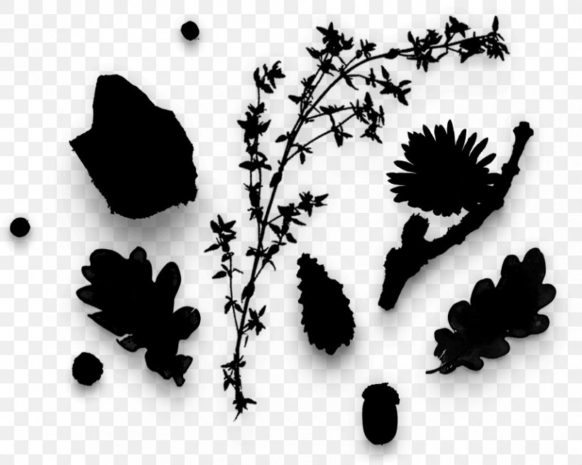 Font Silhouette Leaf Branching, PNG, 855x683px, Silhouette, Blackandwhite, Botany, Branch, Branching Download Free