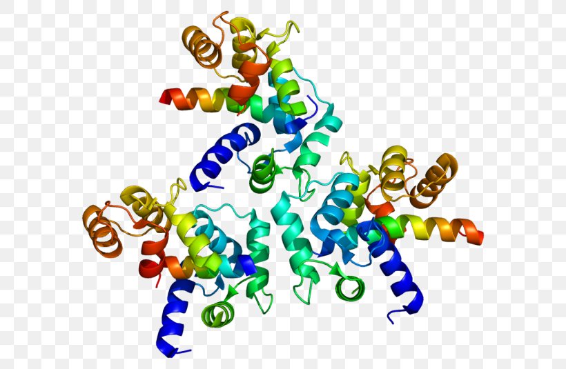 L Type Calcium Channel Voltage Gated Calcium Channel Cav1 3 Protein Subunit Png Favpng F2L9WV6BdBeav2PezDuYibUqU 