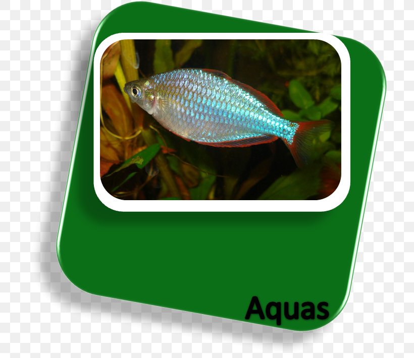 New Guinea Neon Rainbowfish Lake Kutubu Rainbowfish Boeseman's Rainbowfish Aquarium, PNG, 716x710px, New Guinea, Aquarium, Fish, Freshwater Fish, Lake Kutubu Rainbowfish Download Free