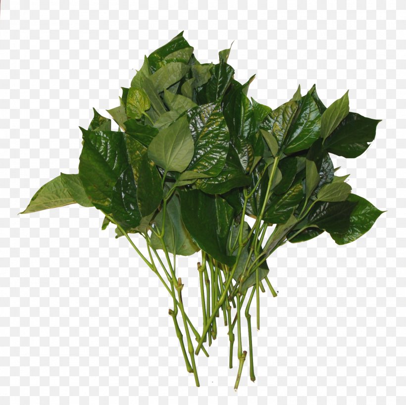Spinach Spring Greens Leaf Plant Stem, PNG, 1513x1510px, Spinach, Anthurium, Flower, Flowering Plant, Greens Download Free