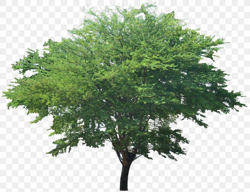 Tree Fir Populus Nigra Clip Art, PNG, 950x733px, Tree, Alpha Compositing, Branch, Conifers, Cottonwood Download Free