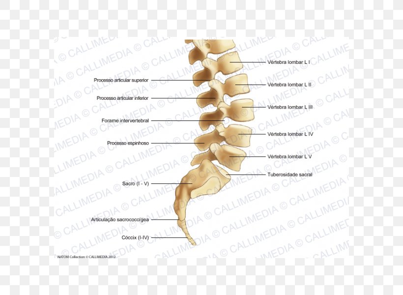 Bone Lumbar Vertebrae Vertebral Column Sacrum Coccyx, PNG, 600x600px, Watercolor, Cartoon, Flower, Frame, Heart Download Free