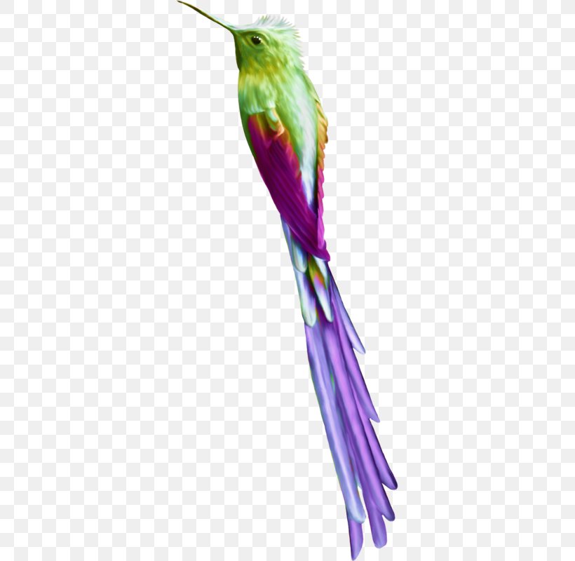 Hummingbird M Anthology, PNG, 316x800px, Bird, Anthology, Beak, Et Cetera, Feather Download Free