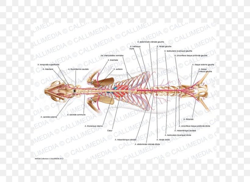 Median Sacral Artery Gluteal Muscles Internal Pudendal Artery Anatomy, PNG, 600x600px, Artery, Anatomy, Cat Anatomy, Diagram, Drawing Download Free