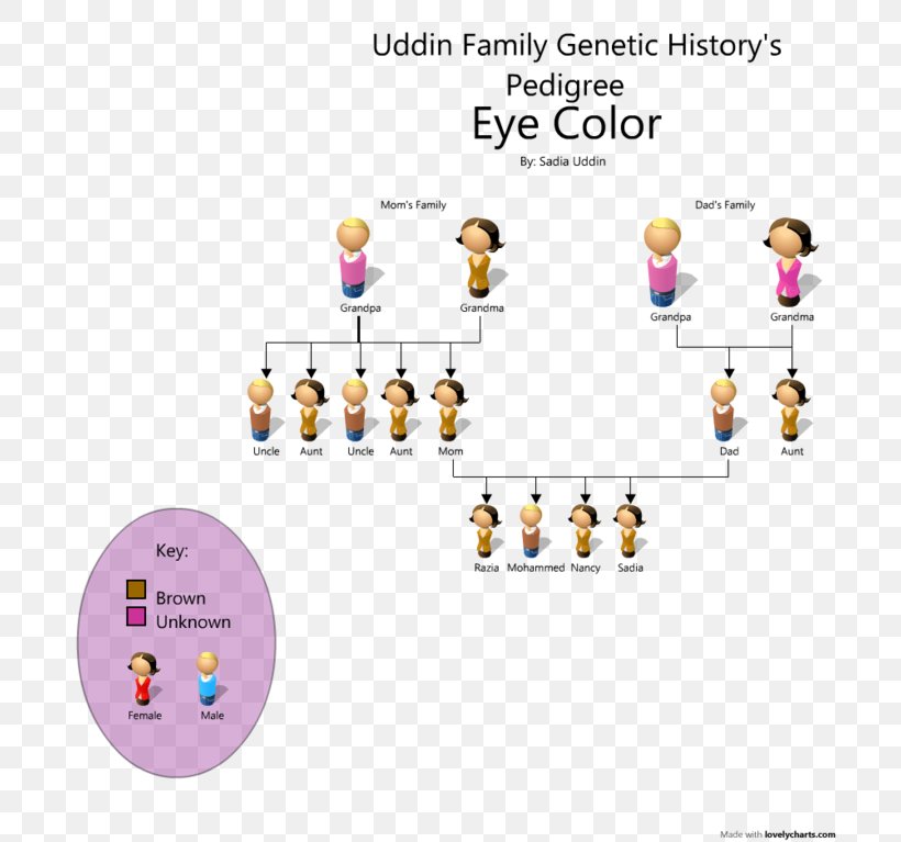 pedigree chart eye color genetics png 716x767px pedigree chart blue