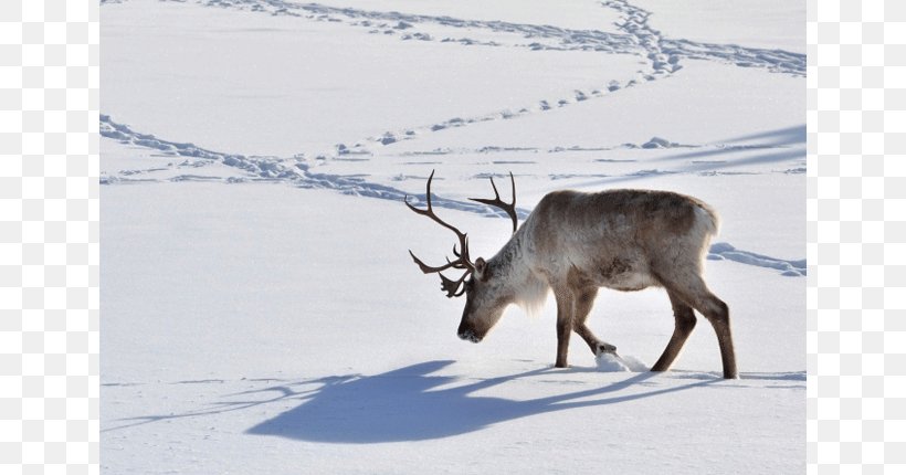 Santa Claus Boreal Woodland Caribou Deer Dog Animal Track, PNG, 640x430px, Santa Claus, Animal, Animal Track, Antler, Arctic Download Free