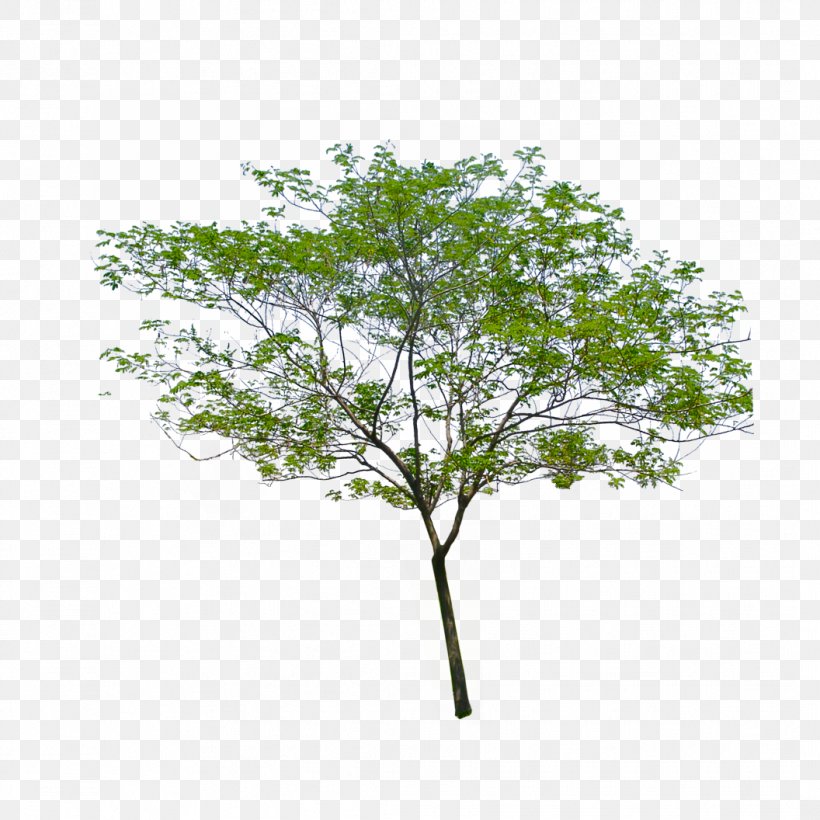 Stock Photography Image Tree, PNG, 1056x1056px, Stock Photography, Branch, Leaf, Photography, Plant Download Free