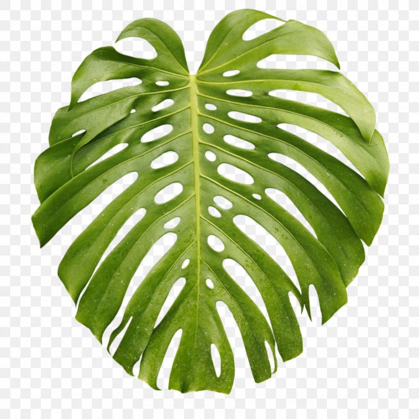 Tropics Arecaceae Leaf Palm Branch, PNG, 1024x1024px, Tropics, Arecaceae, Banana Leaf, Digital Image, Leaf Download Free