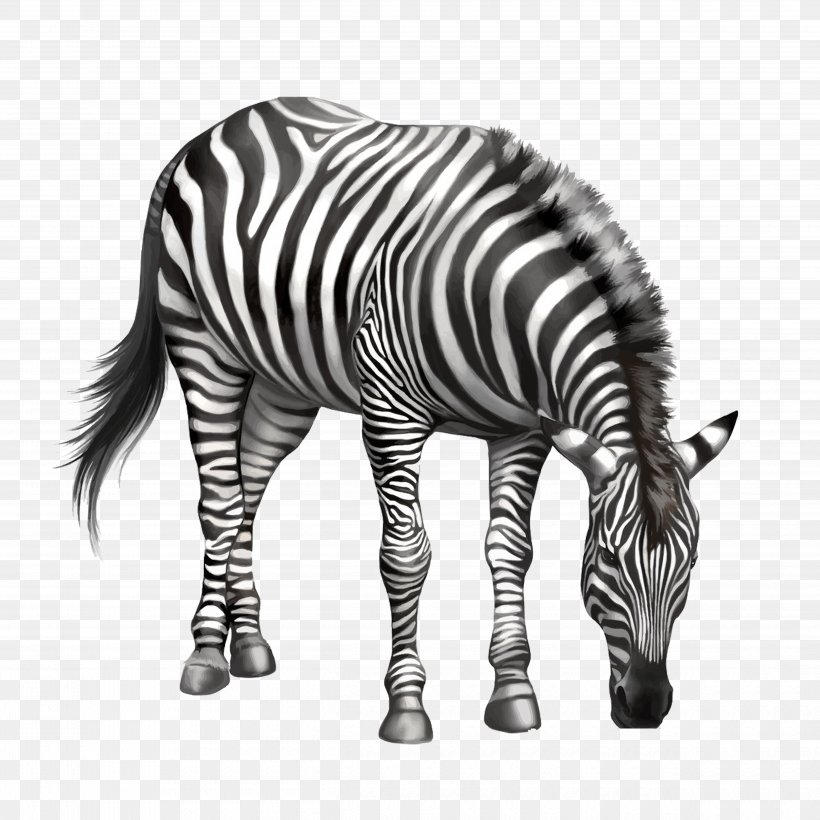 Zebra Drawing Clip Art, PNG, 5000x5000px, Zebra, Black And White, Can Stock Photo, Drawing, Eating Download Free
