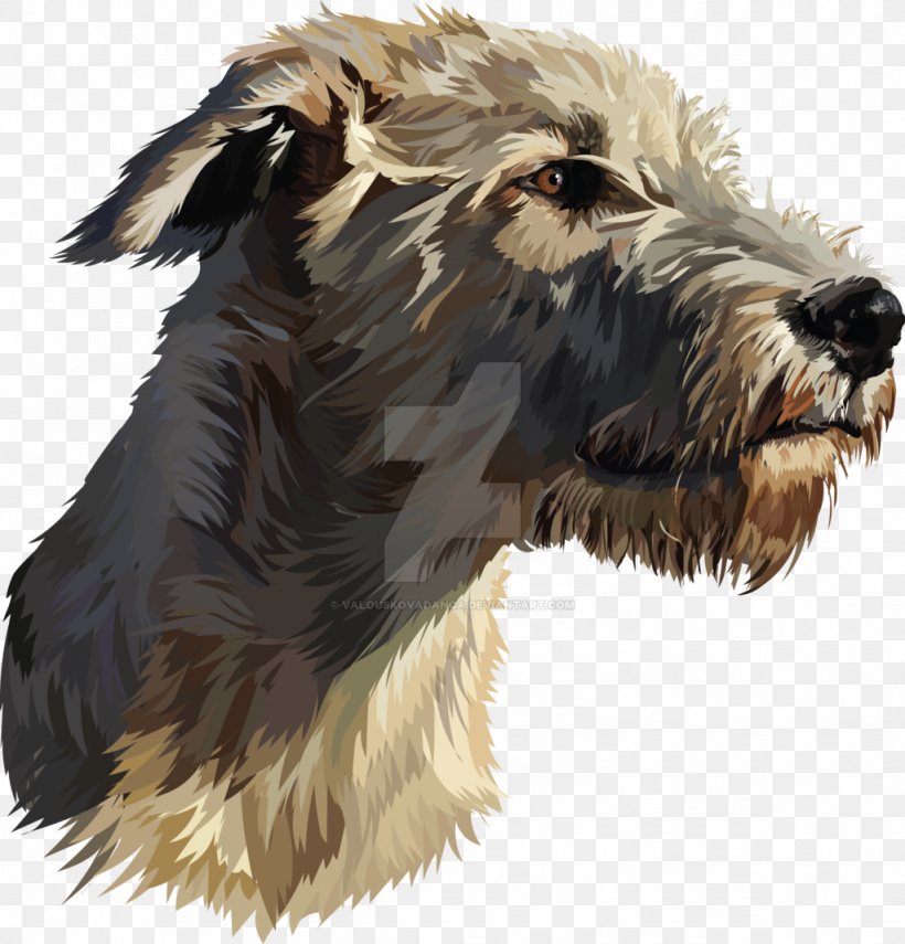 Glen Of Imaal Terrier Irish Wolfhound Scottish Deerhound Bearded Collie Borzoi, PNG, 1024x1068px, Glen Of Imaal Terrier, Bearded Collie, Borzoi, Breed, Carnivoran Download Free