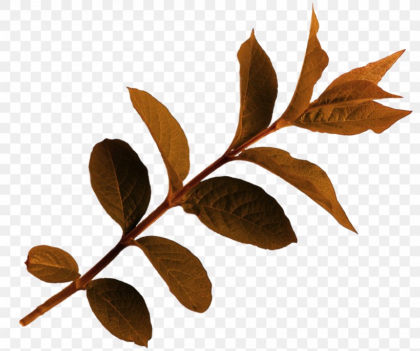 Leaf Clip Art, PNG, 2000x1671px, Leaf, Autumn, Branch, Cut Flowers, Lilium Download Free