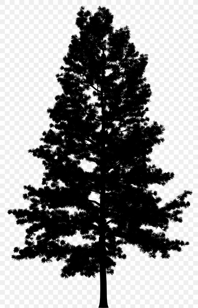 Pine Vector Graphics Tree Drawing, PNG, 1788x2781px, Pine, American Larch, Balsam Fir, Bigtree, Blackandwhite Download Free