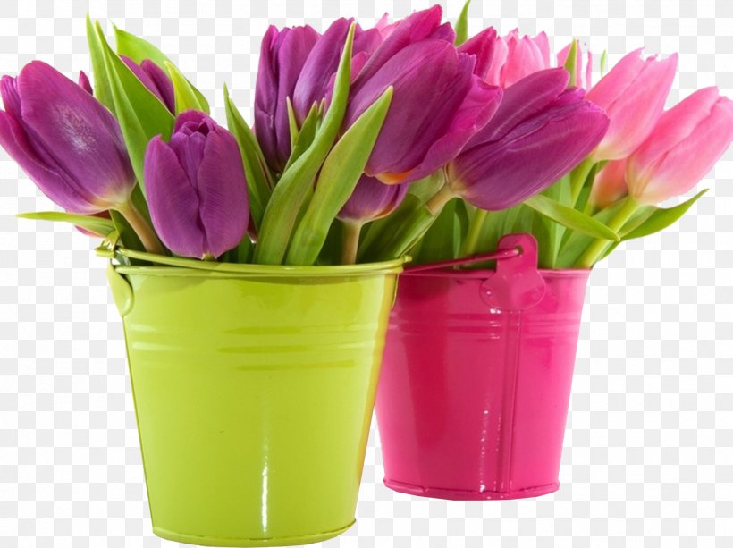 Tulip Desktop Wallpaper Flower Pink Purple, PNG, 1809x1354px, Tulip, Blue, Color, Cut Flowers, Floral Design Download Free