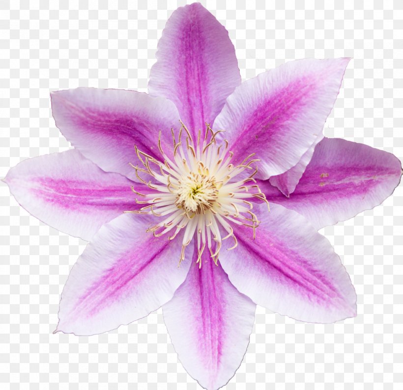 Vine Garden Clematis 'Markham's Pink' Clematis Montana, PNG, 1200x1164px, Vine, Blossom, Clematis, Clematis Montana, Color Download Free