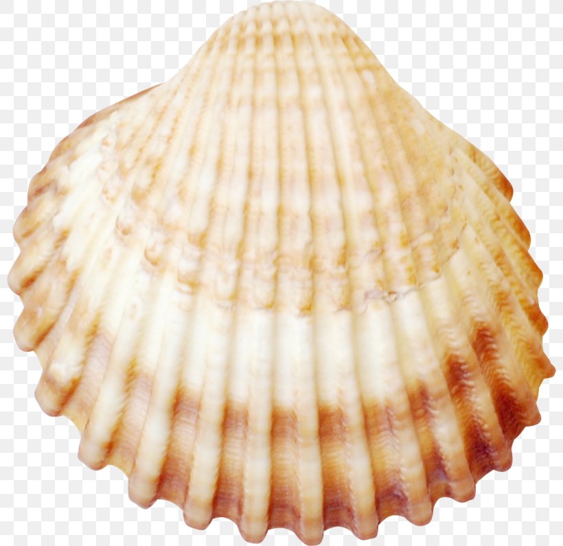 Cockle Seashell Conchology Tellins Veneroida, PNG, 800x796px, Cockle, Advertising, Clam, Clams Oysters Mussels And Scallops, Conch Download Free