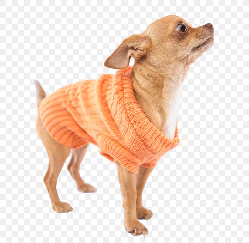 Dog Breed Chihuahua Companion Dog Dog Clothes Snout, PNG, 800x800px, Dog Breed, Breed, Carnivoran, Chihuahua, Clothing Download Free
