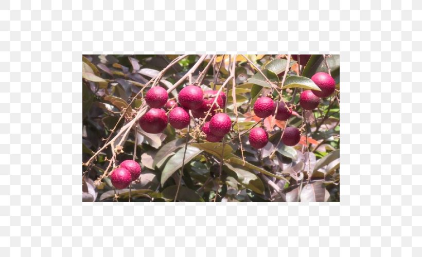 Longan Benih Crop Fruit Tree, PNG, 500x500px, Longan, Benih, Berry, Budi Daya, Bukalapak Download Free